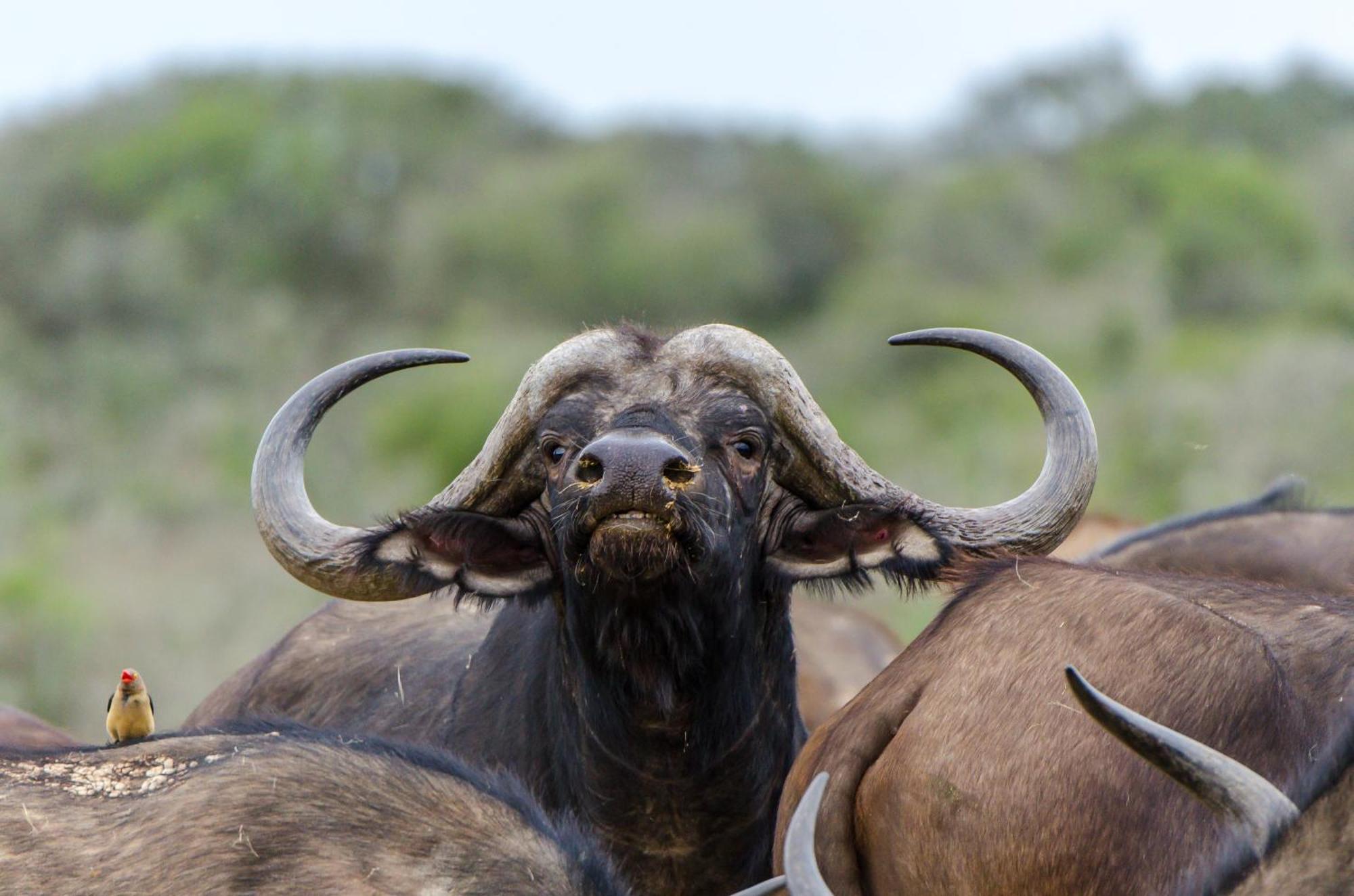 Kwandwe Private Game Reserve - Great Fish River Lodge Grahamstown Eksteriør billede
