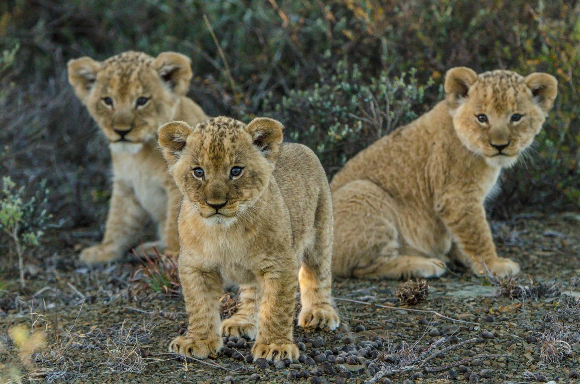 Kwandwe Private Game Reserve - Great Fish River Lodge Grahamstown Eksteriør billede