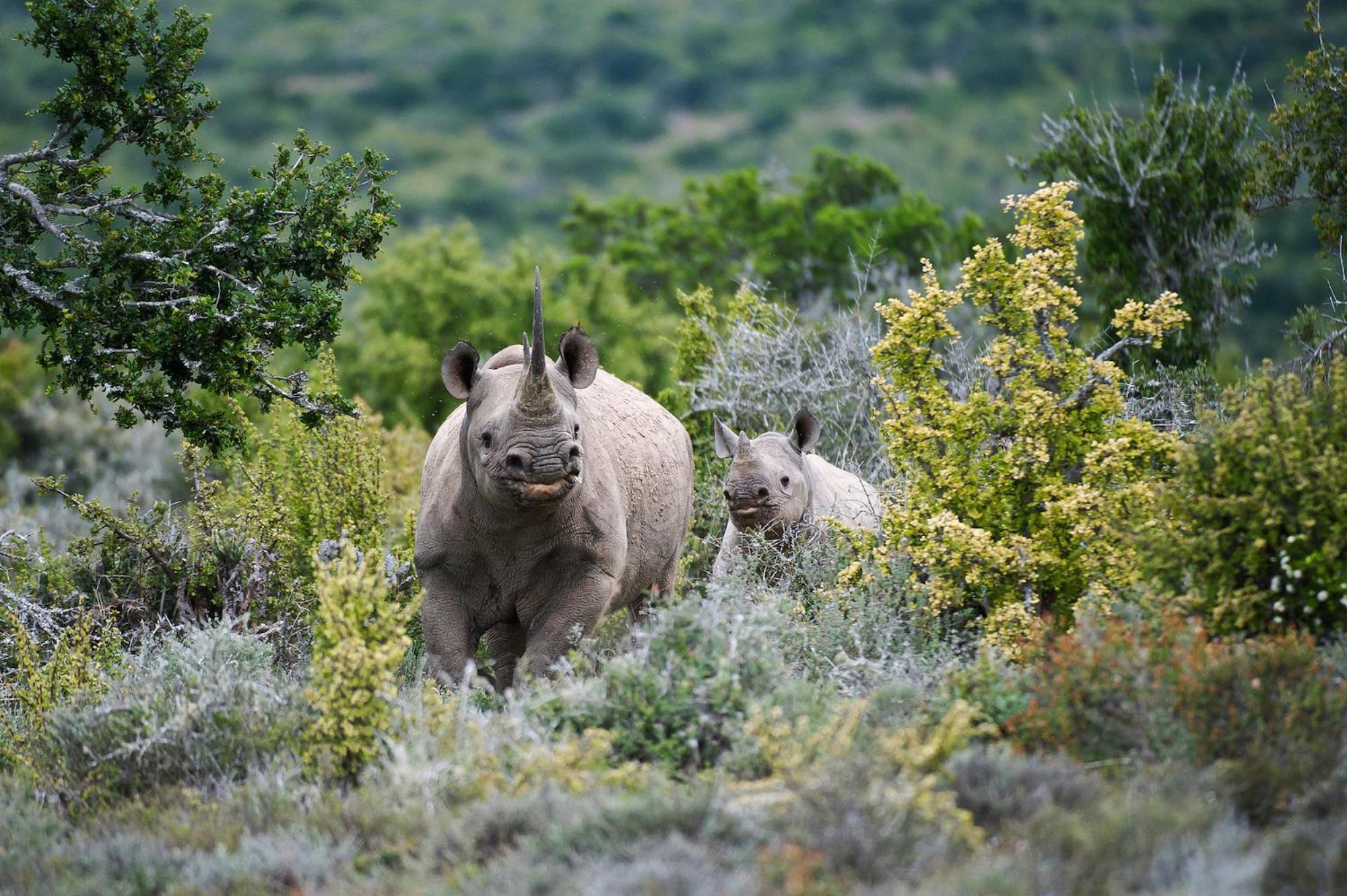 Kwandwe Private Game Reserve - Great Fish River Lodge Grahamstown Eksteriør billede