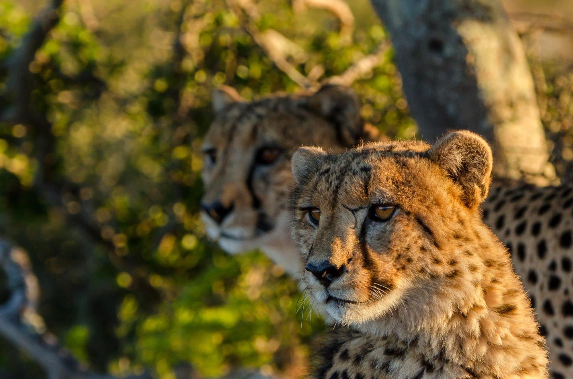 Kwandwe Private Game Reserve - Great Fish River Lodge Grahamstown Eksteriør billede