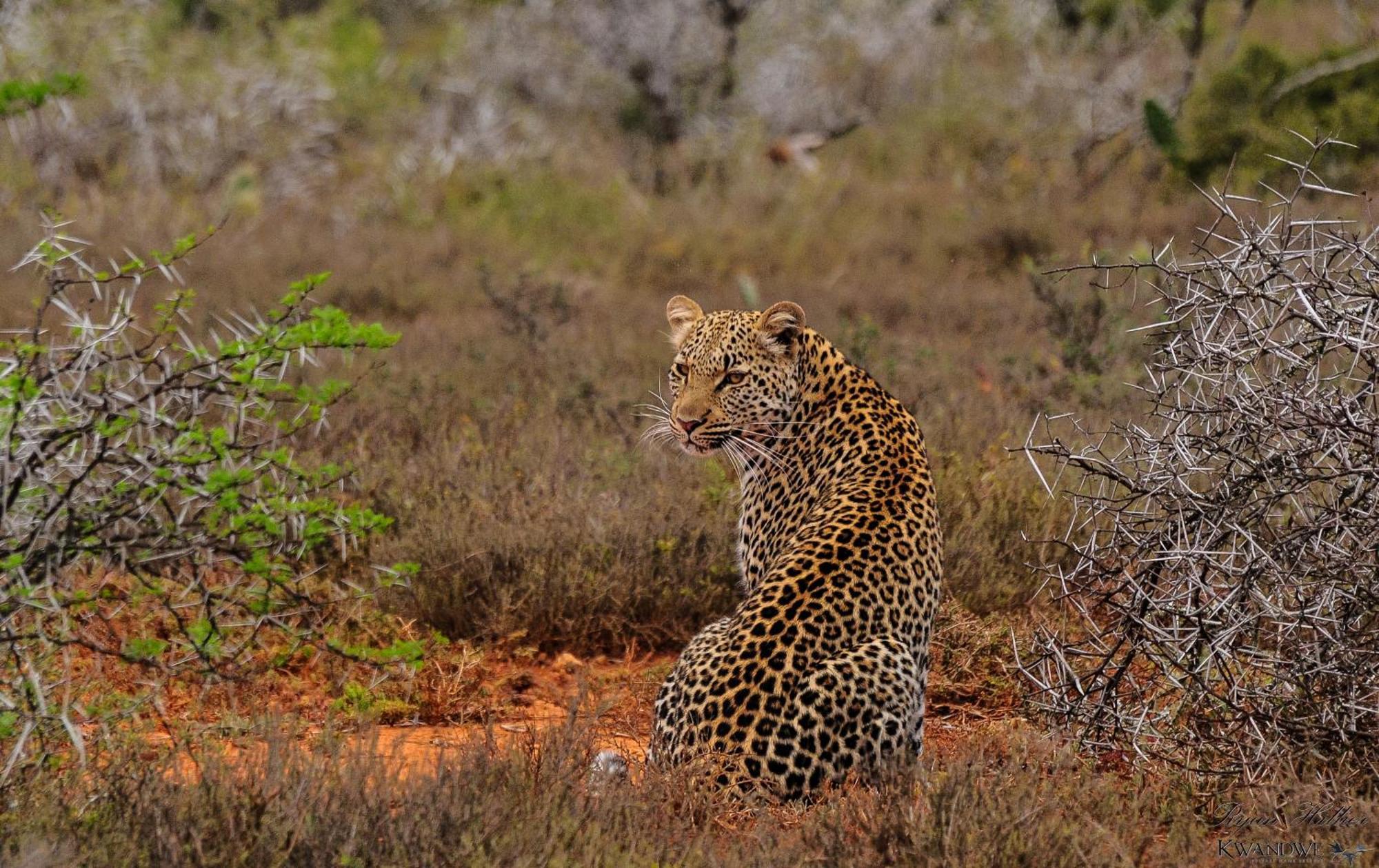 Kwandwe Private Game Reserve - Great Fish River Lodge Grahamstown Eksteriør billede