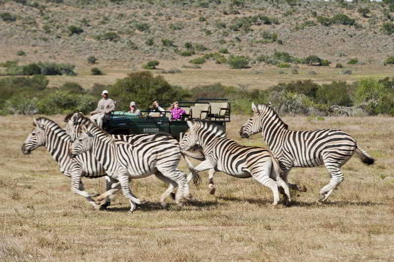 Kwandwe Private Game Reserve - Great Fish River Lodge Grahamstown Eksteriør billede